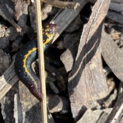 Hirudinea sp. (Class) at Berlang, NSW - 25 Sep 2022