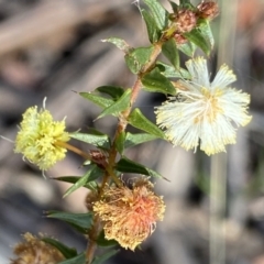 Acacia gunnii (Ploughshare Wattle) at Deua National Park (CNM area) - 25 Sep 2022 by NedJohnston