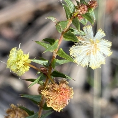 Acacia gunnii (Ploughshare Wattle) at Deua National Park (CNM area) - 25 Sep 2022 by NedJohnston