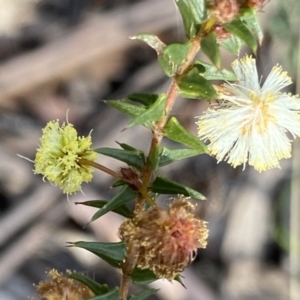 Acacia gunnii at Berlang, NSW - 25 Sep 2022