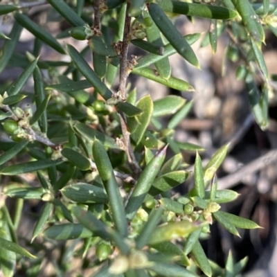 Monotoca scoparia (Broom Heath) at Berlang, NSW - 25 Sep 2022 by NedJohnston