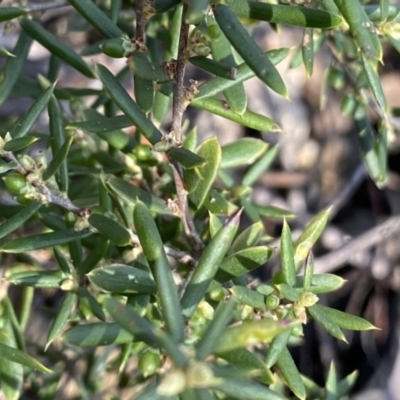 Monotoca scoparia (Broom Heath) at Berlang, NSW - 25 Sep 2022 by Ned_Johnston