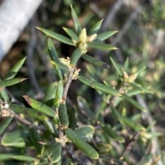 Monotoca scoparia at Berlang, NSW - 25 Sep 2022