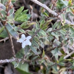 Leucopogon fraseri at Berlang, NSW - 25 Sep 2022