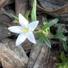 Rhytidosporum procumbens (White Marianth) at Berlang, NSW - 25 Sep 2022 by NedJohnston