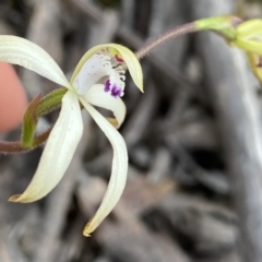 Caladenia ustulata (Brown Caps) at Berlang, NSW - 25 Sep 2022 by Ned_Johnston