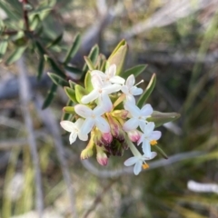 Pimelea linifolia subsp. linifolia (Queen of the Bush, Slender Rice-flower) at Berlang, NSW - 25 Sep 2022 by Ned_Johnston
