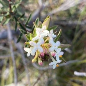 Pimelea linifolia subsp. linifolia at Berlang, NSW - 25 Sep 2022 03:49 PM