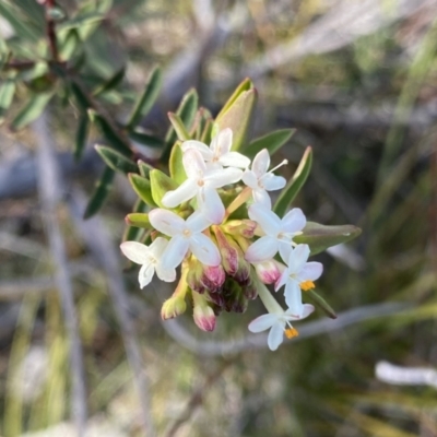 Pimelea linifolia subsp. linifolia (Queen of the Bush, Slender Rice-flower) at Berlang, NSW - 25 Sep 2022 by NedJohnston