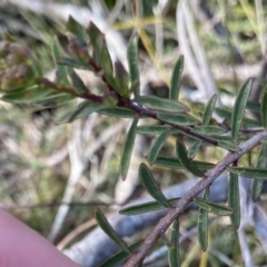 Pimelea linifolia subsp. linifolia at Berlang, NSW - 25 Sep 2022 03:49 PM