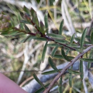 Pimelea linifolia subsp. linifolia at Berlang, NSW - 25 Sep 2022 03:49 PM