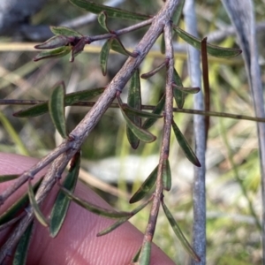 Pimelea linifolia subsp. linifolia at Berlang, NSW - 25 Sep 2022 03:49 PM