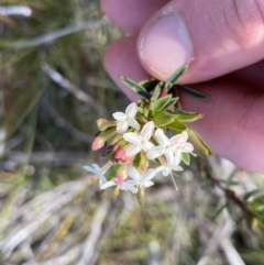 Pimelea linifolia subsp. linifolia at Berlang, NSW - 25 Sep 2022 03:49 PM