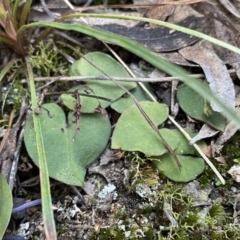 Acianthus sp. (Mayflower Orchid) at Berlang, NSW - 25 Sep 2022 by Ned_Johnston