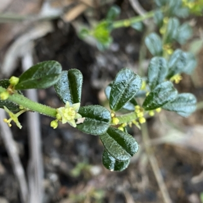 Phyllanthus occidentalis (Thyme Spurge) at Berlang, NSW - 25 Sep 2022 by Ned_Johnston