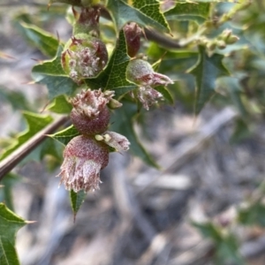 Podolobium ilicifolium at Berlang, NSW - 25 Sep 2022 03:44 PM