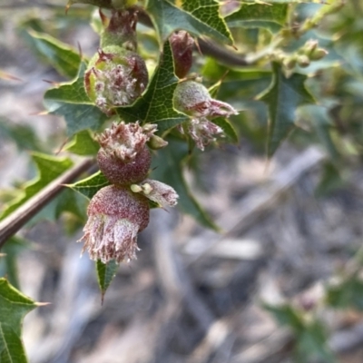 Podolobium ilicifolium (Prickly Shaggy-pea) at Deua National Park (CNM area) - 25 Sep 2022 by Ned_Johnston