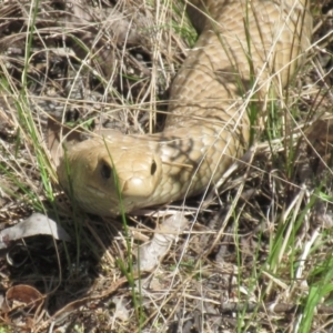 Pseudonaja textilis at Hawker, ACT - 29 Sep 2022 10:46 AM