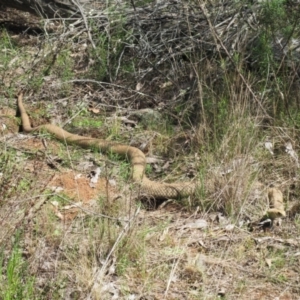 Pseudonaja textilis at Hawker, ACT - 29 Sep 2022 10:46 AM