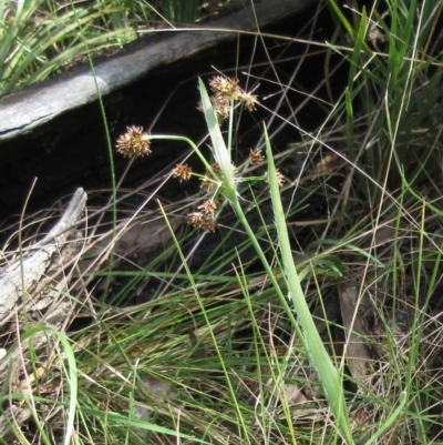 Luzula densiflora (Dense Wood-rush) at The Pinnacle - 29 Sep 2022 by sangio7