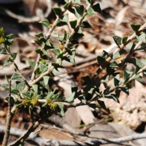 Acacia gunnii at Hawker, ACT - 29 Sep 2022