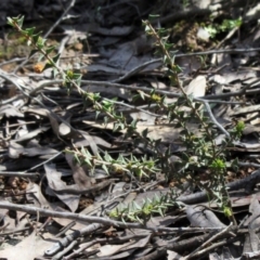 Acacia gunnii at Hawker, ACT - 29 Sep 2022