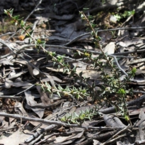 Acacia gunnii at Hawker, ACT - 29 Sep 2022