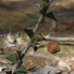 Acacia gunnii at Hawker, ACT - 29 Sep 2022