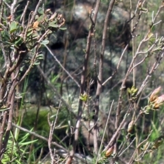 Brachyloma daphnoides (Daphne Heath) at The Pinnacle - 29 Sep 2022 by sangio7