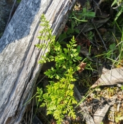 Cheilanthes austrotenuifolia at Hawker, ACT - 29 Sep 2022 11:22 AM