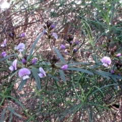 Glycine clandestina (Twining Glycine) at The Pinnacle - 29 Sep 2022 by sangio7