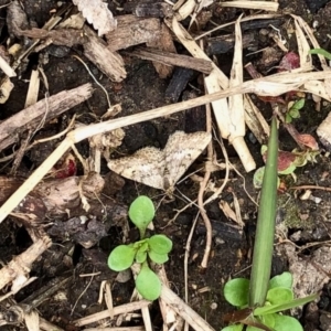 Scopula rubraria at Aranda, ACT - 30 Sep 2022