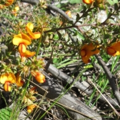 Pultenaea procumbens (Bush Pea) at Hawker, ACT - 29 Sep 2022 by sangio7