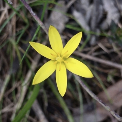 Hypoxis hygrometrica (Golden Weather-grass) at Hall, ACT - 30 Sep 2022 by strigo
