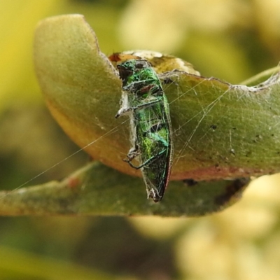 Melobasis sp. (genus) (Unidentified Melobasis jewel Beetle) at Kambah, ACT - 30 Sep 2022 by HelenCross