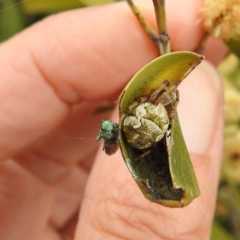 Melobasis sp. (genus) at Kambah, ACT - 30 Sep 2022