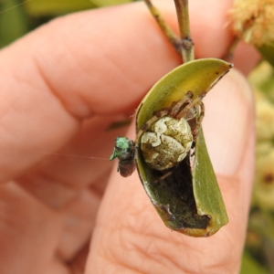 Melobasis sp. (genus) at Kambah, ACT - 30 Sep 2022