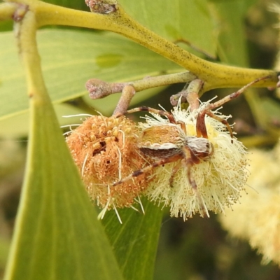 Salsa fuliginata (Sooty Orb-weaver) at Kambah, ACT - 30 Sep 2022 by HelenCross