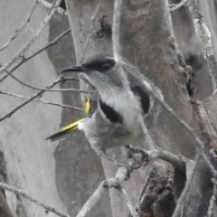 Phylidonyris pyrrhopterus (Crescent Honeyeater) at Kambah, ACT - 30 Sep 2022 by HelenCross