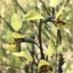 Diuris sp. (hybrid) (Hybrid Donkey Orchid) at Hall, ACT - 29 Sep 2022 by strigo