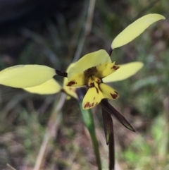 Diuris sp. (hybrid) at Hall, ACT - suppressed