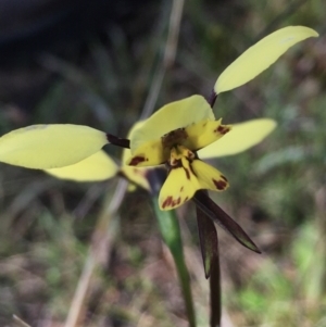 Diuris sp. (hybrid) at Hall, ACT - suppressed