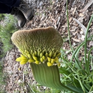 Bulbine sp. at Acton, ACT - 30 Sep 2022