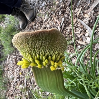 Bulbine sp. at ANU Daley Precinct - 30 Sep 2022 by Wendyp5