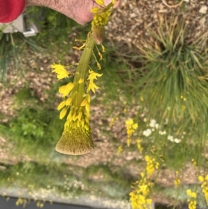 Bulbine sp. at Acton, ACT - 30 Sep 2022