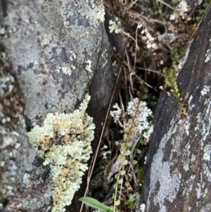 Asplenium flabellifolium at Mount Clear, ACT - 30 Sep 2022 11:15 AM