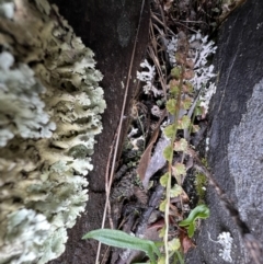 Asplenium flabellifolium at Mount Clear, ACT - 30 Sep 2022