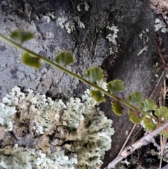 Asplenium flabellifolium at Mount Clear, ACT - 30 Sep 2022