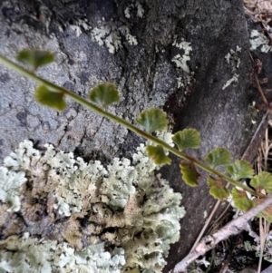 Asplenium flabellifolium at Mount Clear, ACT - 30 Sep 2022 11:15 AM