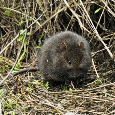 Mastacomys fuscus (Broad-toothed Rat) at Mallacoota, VIC - 16 Jul 2022 by GlossyGal